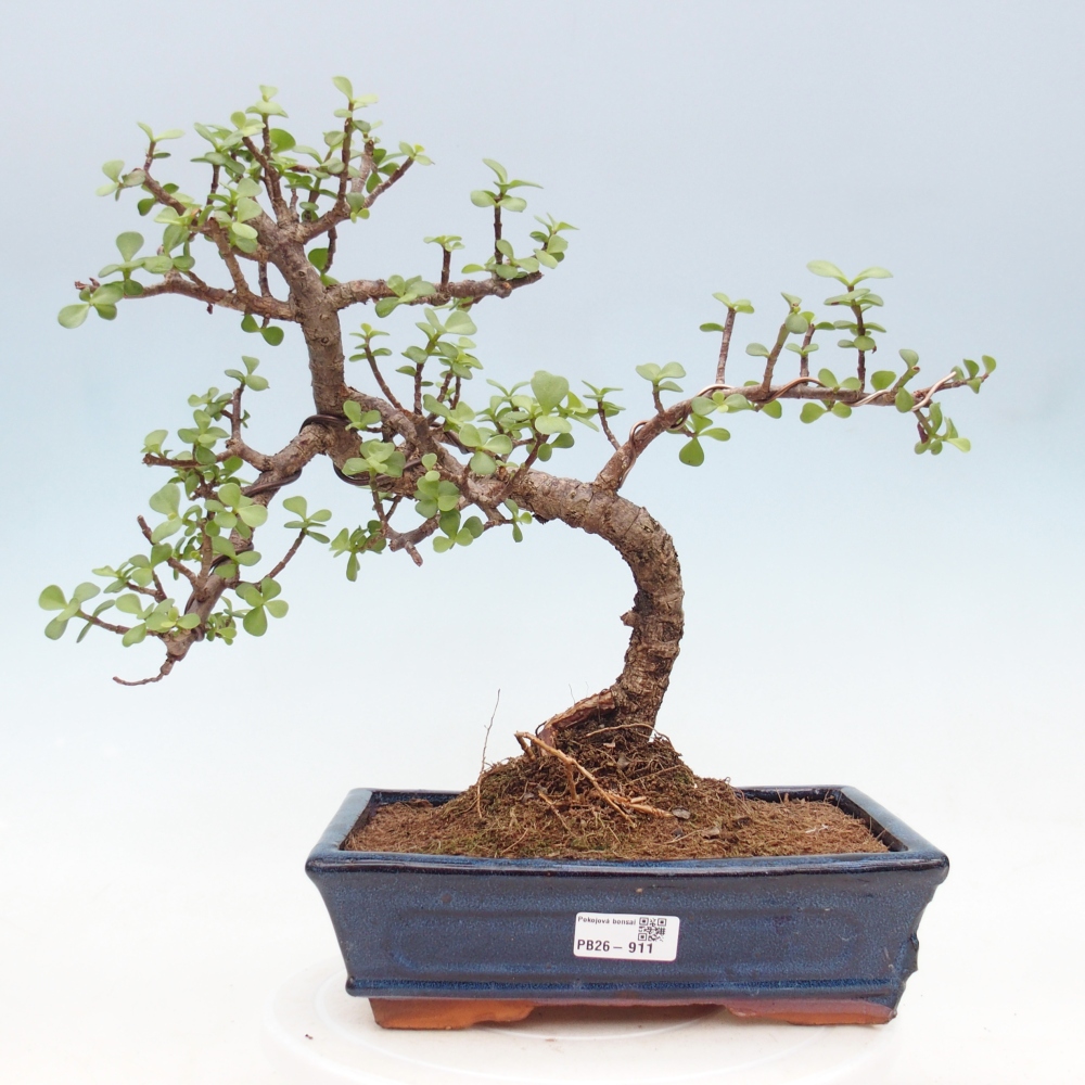 Szoba bonsai - Portulakaria Afra - Tlustice
