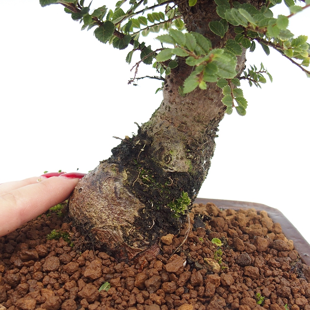 Kültéri bonsai - Ulmus parvifolia Hokkaido - Kínai szil - Ulmus parvifolia Hokkaido
