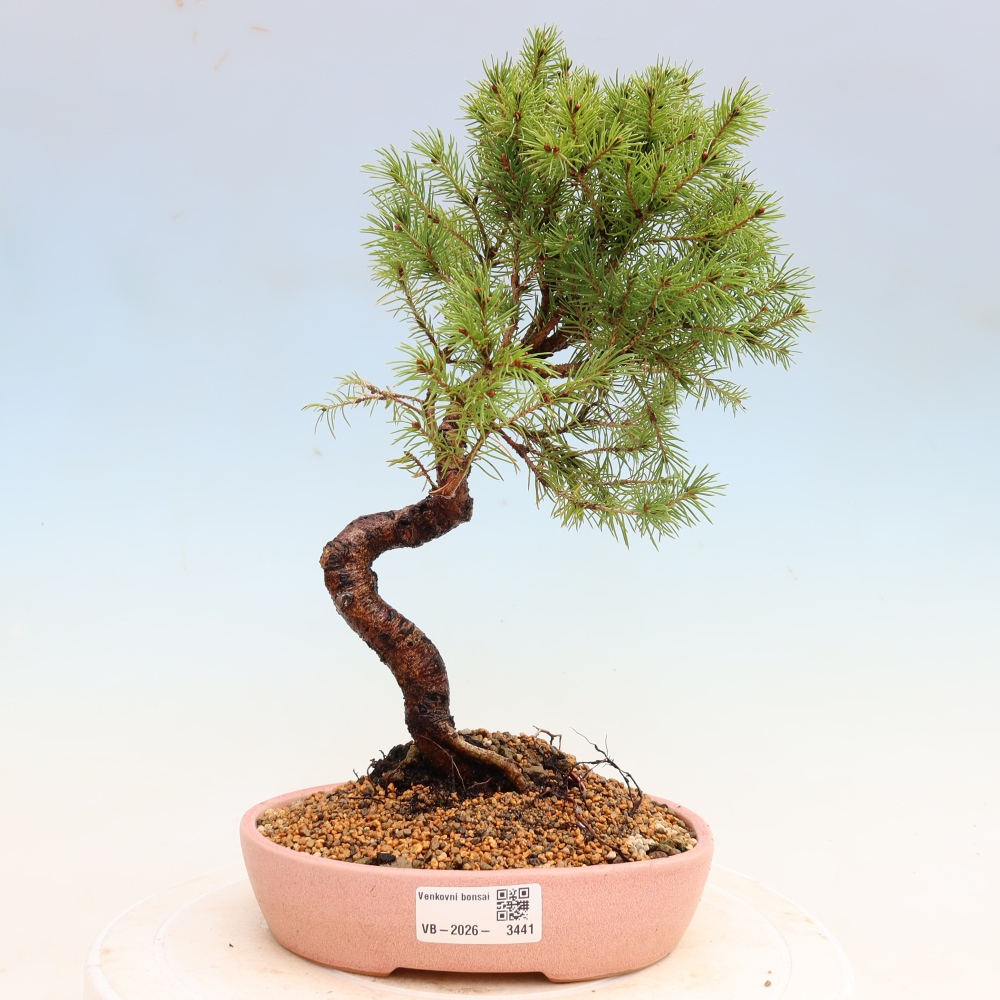 Kültéri bonsai – Szürke lucfenyő – Picea glauca globe