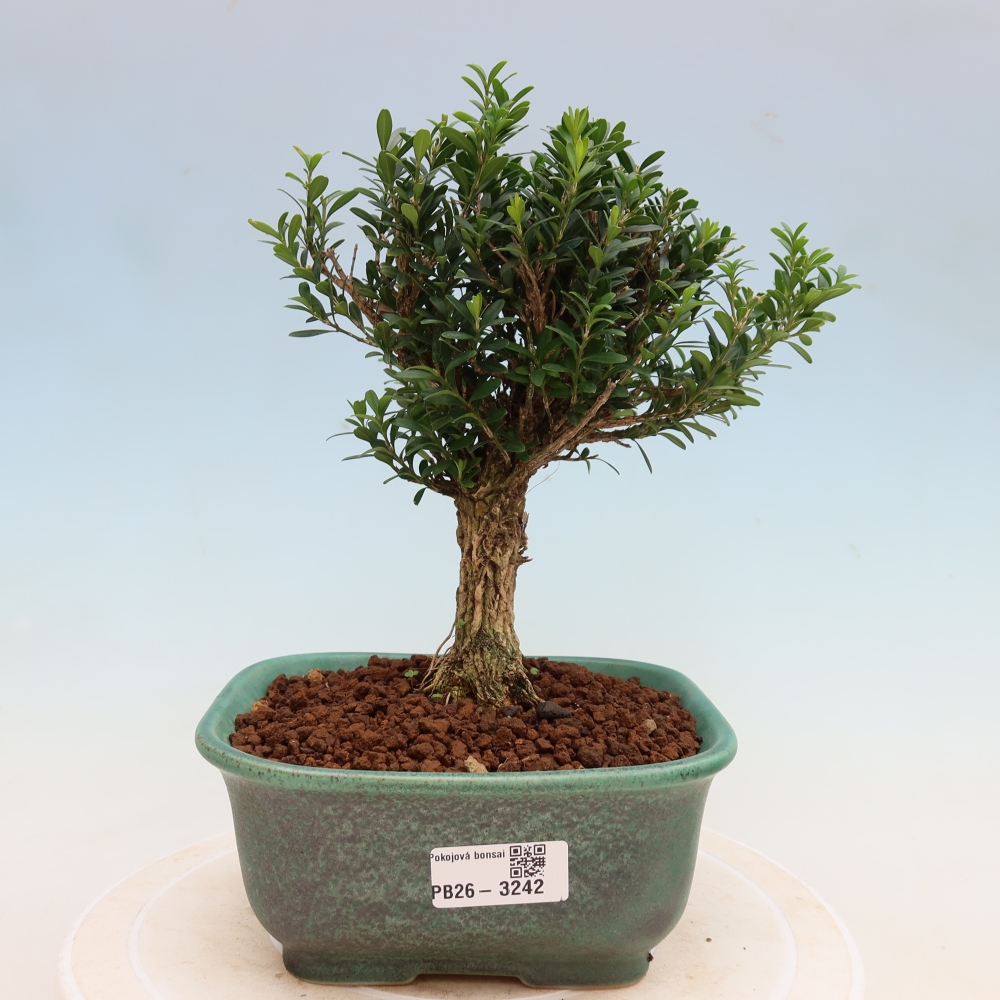 Szobai bonsai - Buxus harlandii - parafa buxus