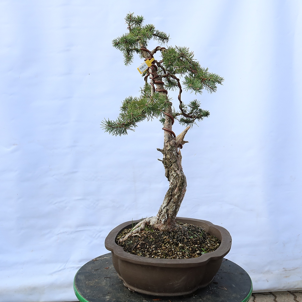 Pinus sylvestris Spanyolország – erdei fenyő
