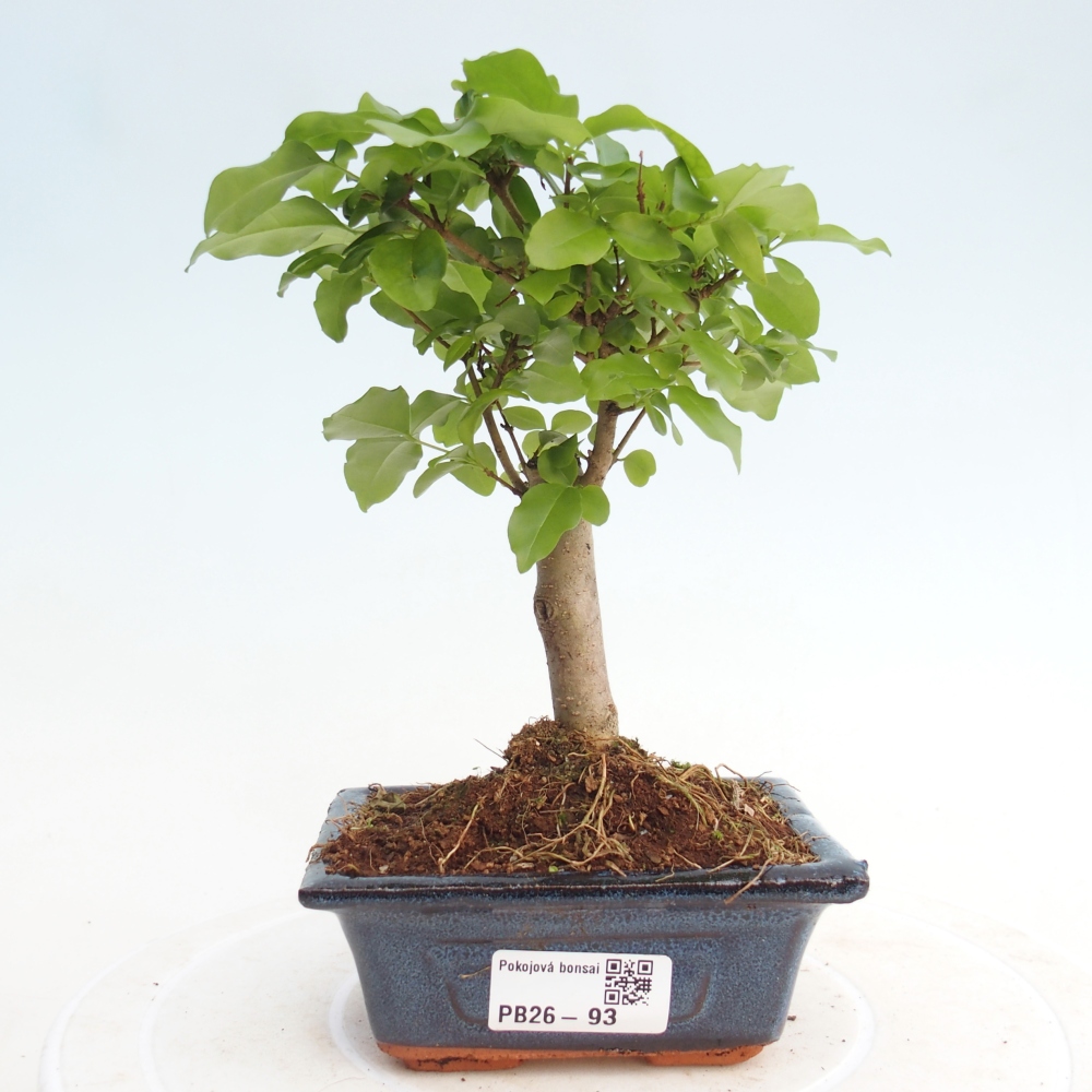 Szobai bonsai -Ligustrum chinensis - Madárcsőr