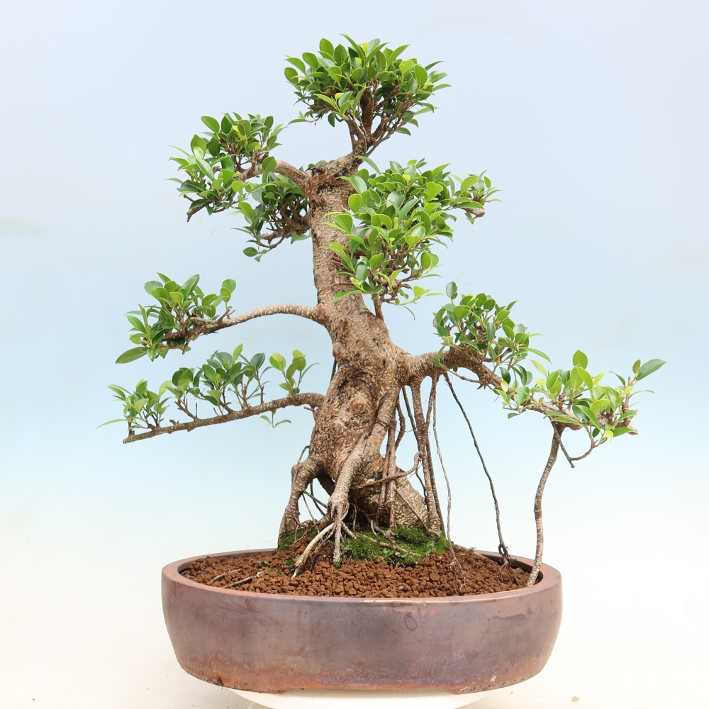 Szobai bonsai - Ficus kimmen - kislevelű fikusz