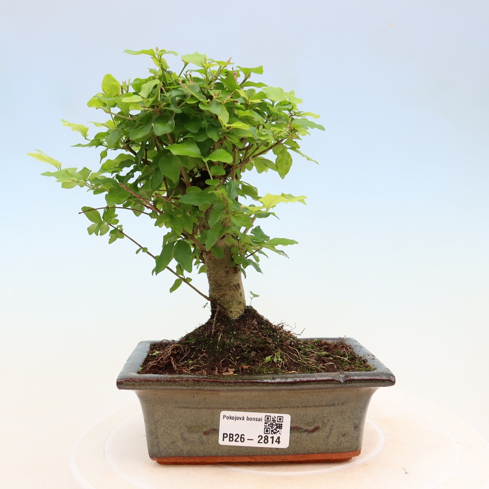Szobai bonsai -Ligustrum chinensis - Madárcsőr