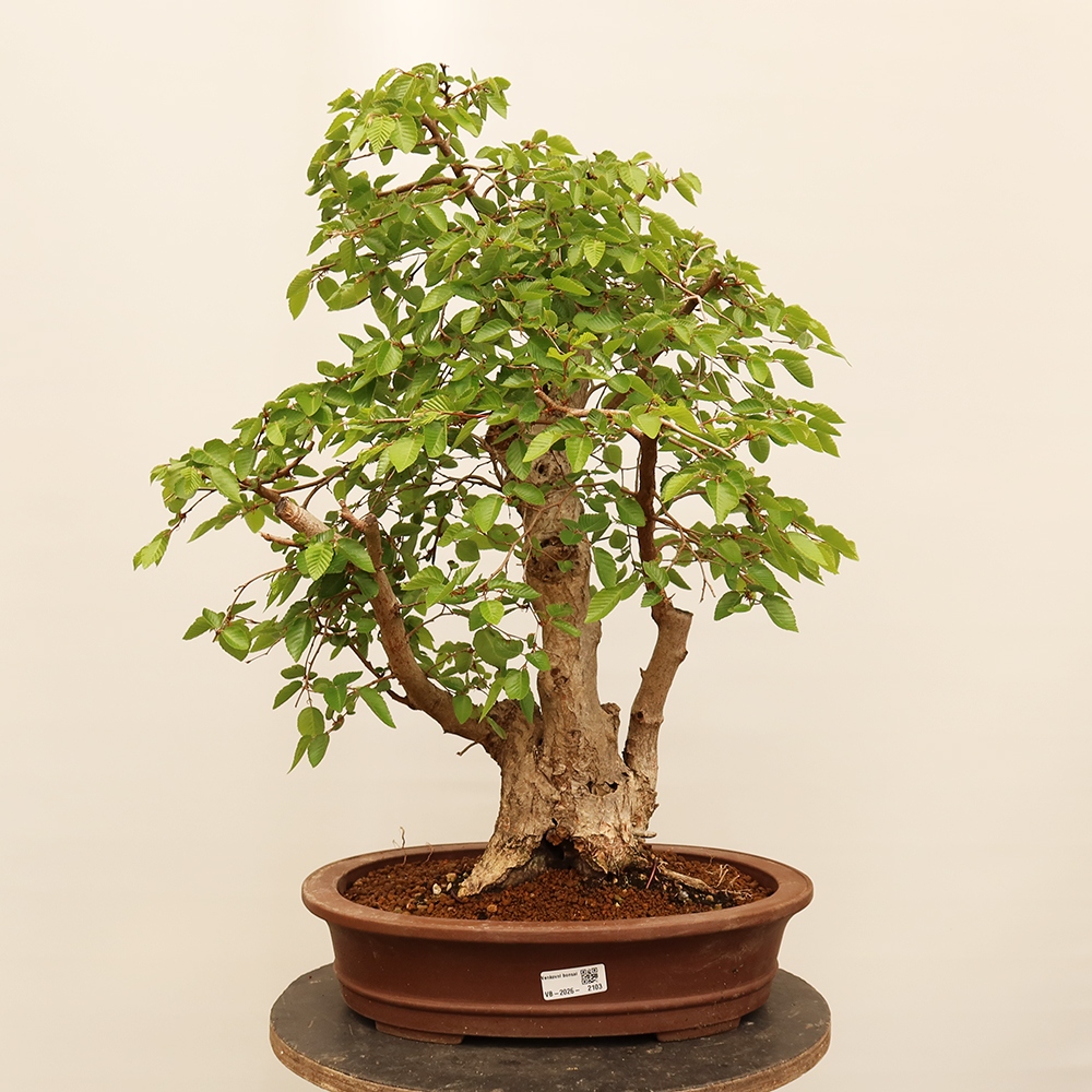 Kültéri bonsai -Carpinus Coreana - Koreai gyertyánfa