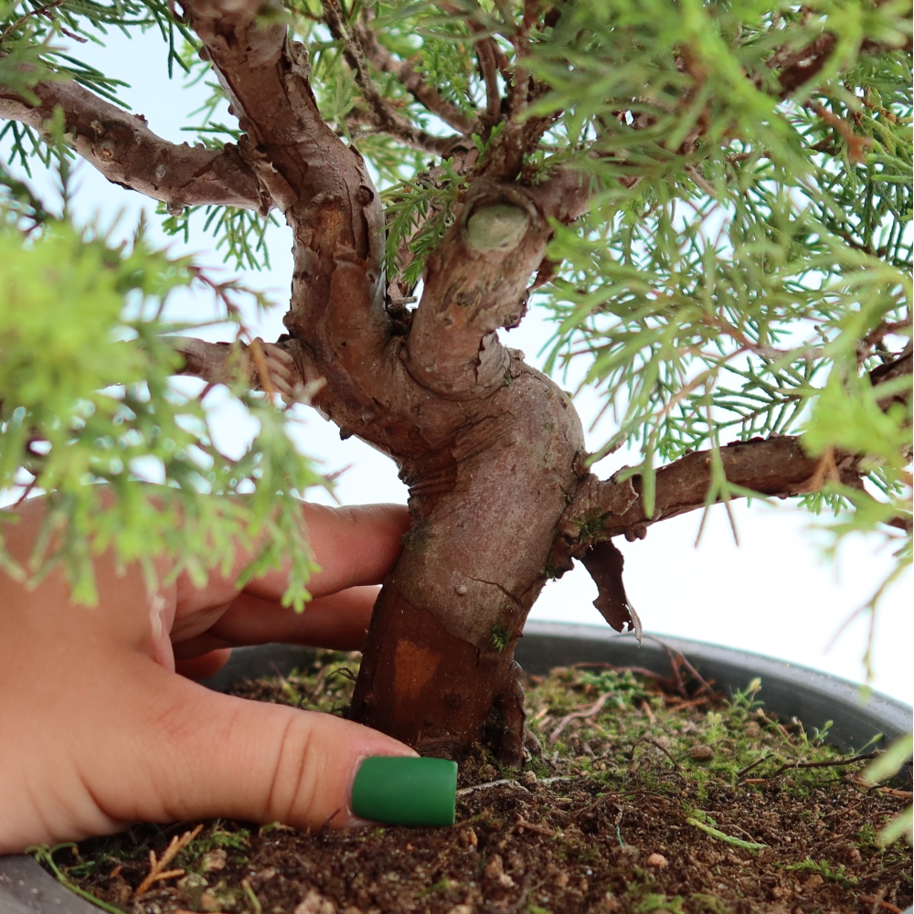 Kültéri bonsai - Juniperus chinensis Itoigawa-Juniperus chinensis