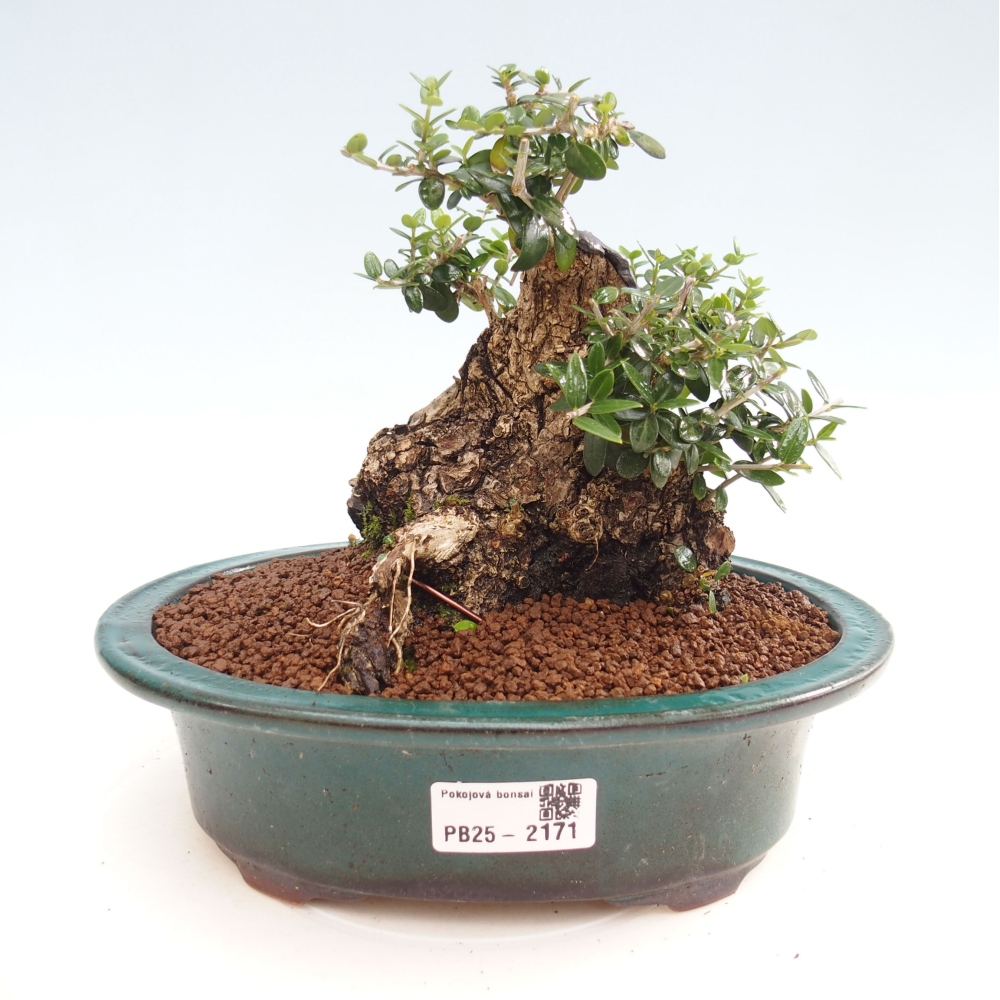 Beltéri bonsai - Olea europaea sylvestris