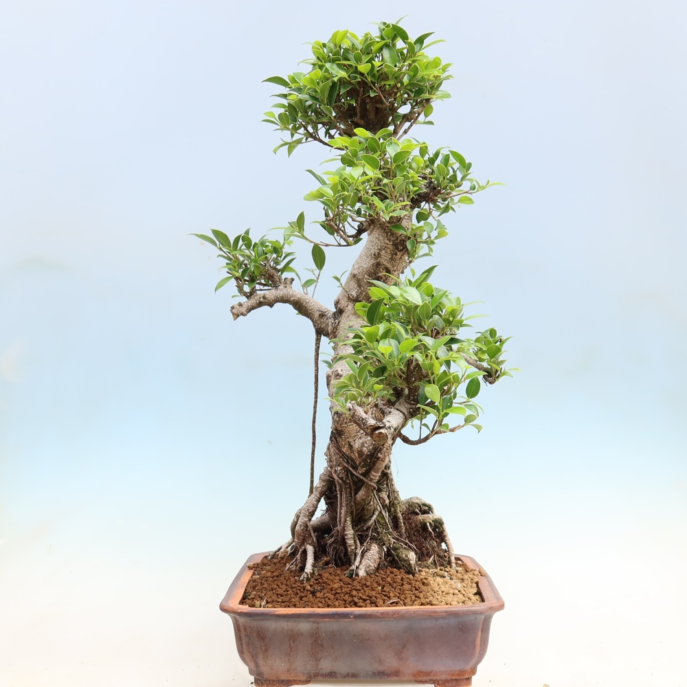 Szobai bonsai - Ficus kimmen - kislevelű fikusz