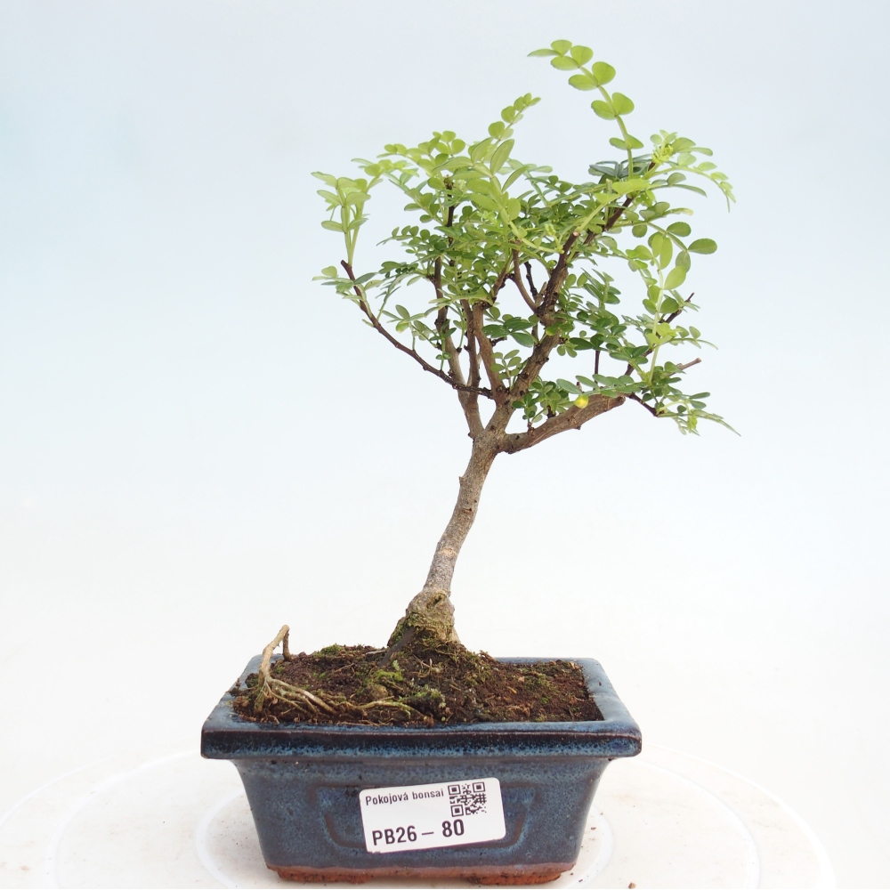 Szobai bonsai - Zantoxylum piperitum - borsfa