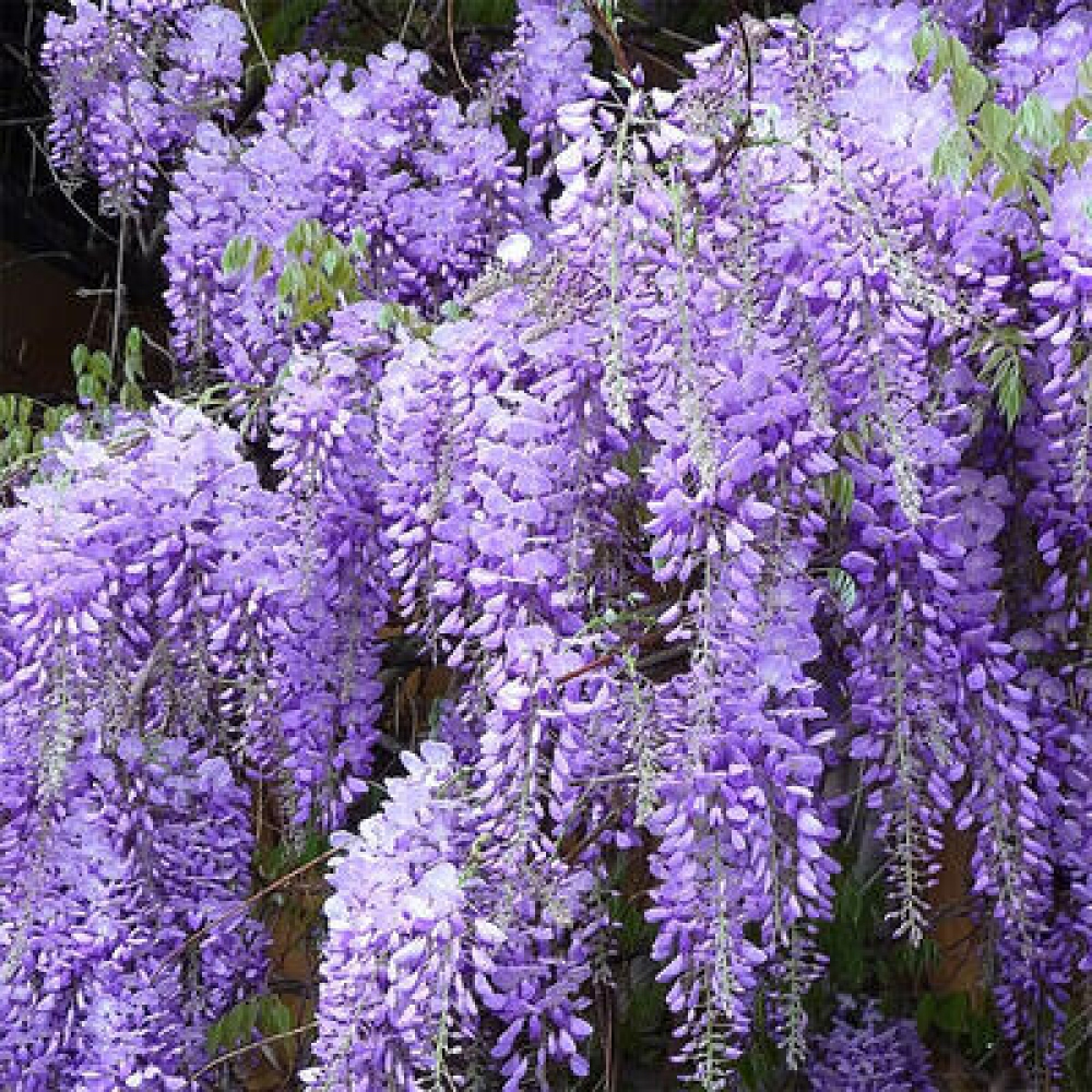 Kültéri bonsai - Wisteria floribunda
