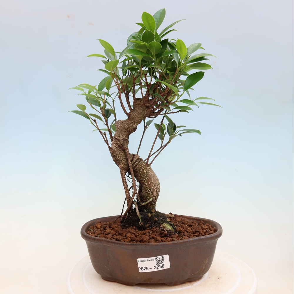Szobai bonsai - Ficus kimmen - kislevelű fikusz