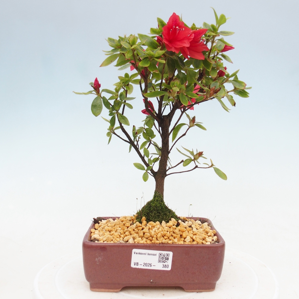 Kültéri bonsai - japán azálea - Azalea sp.
