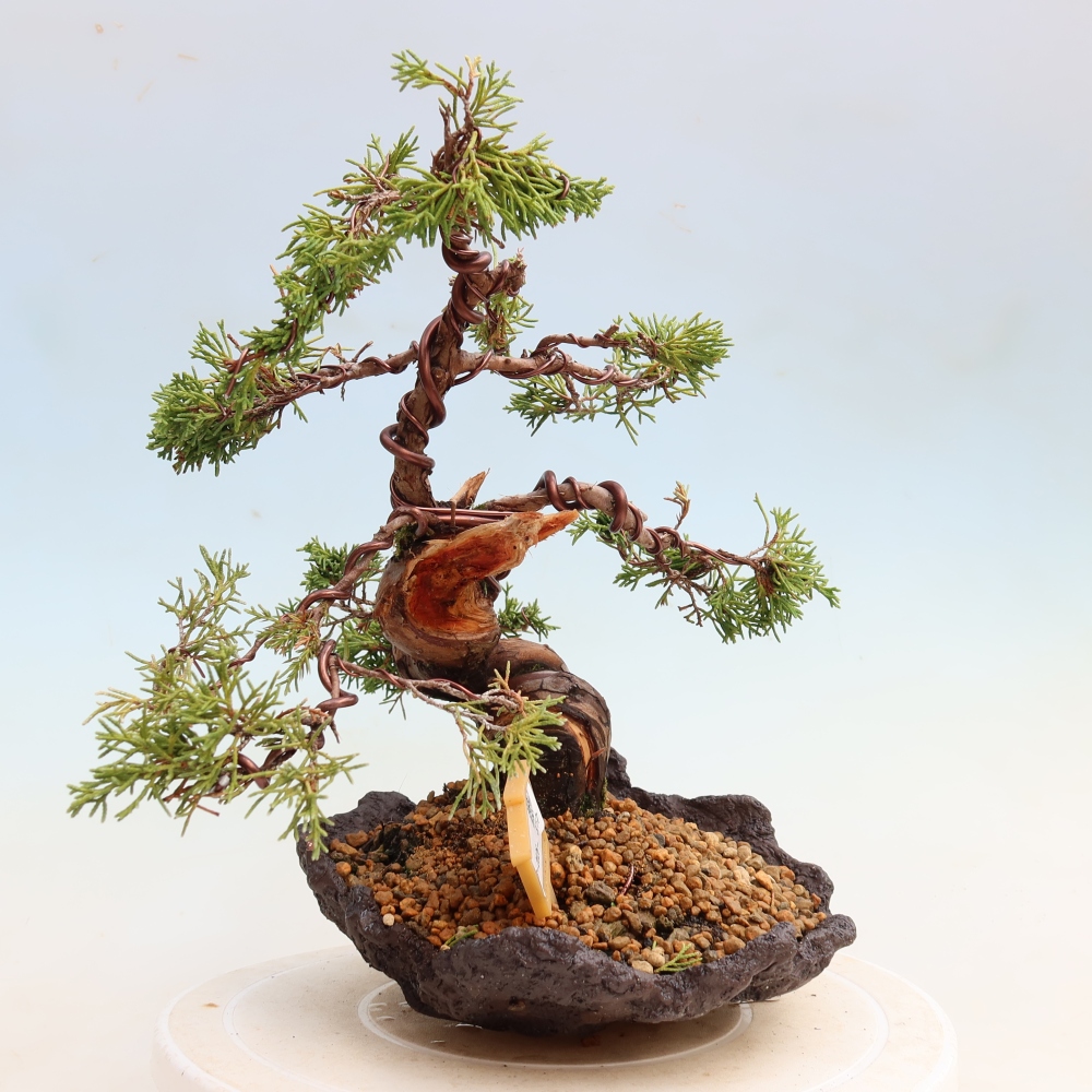 Kültéri bonsai - Juniperus chinensis Itoigawa-Juniperus chinensis