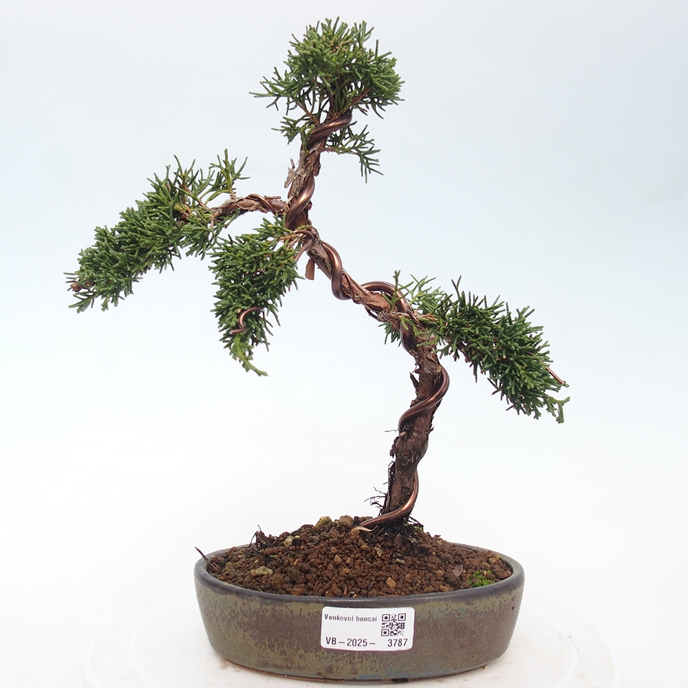 Kültéri bonsai - Juniperus chinensis Kishu