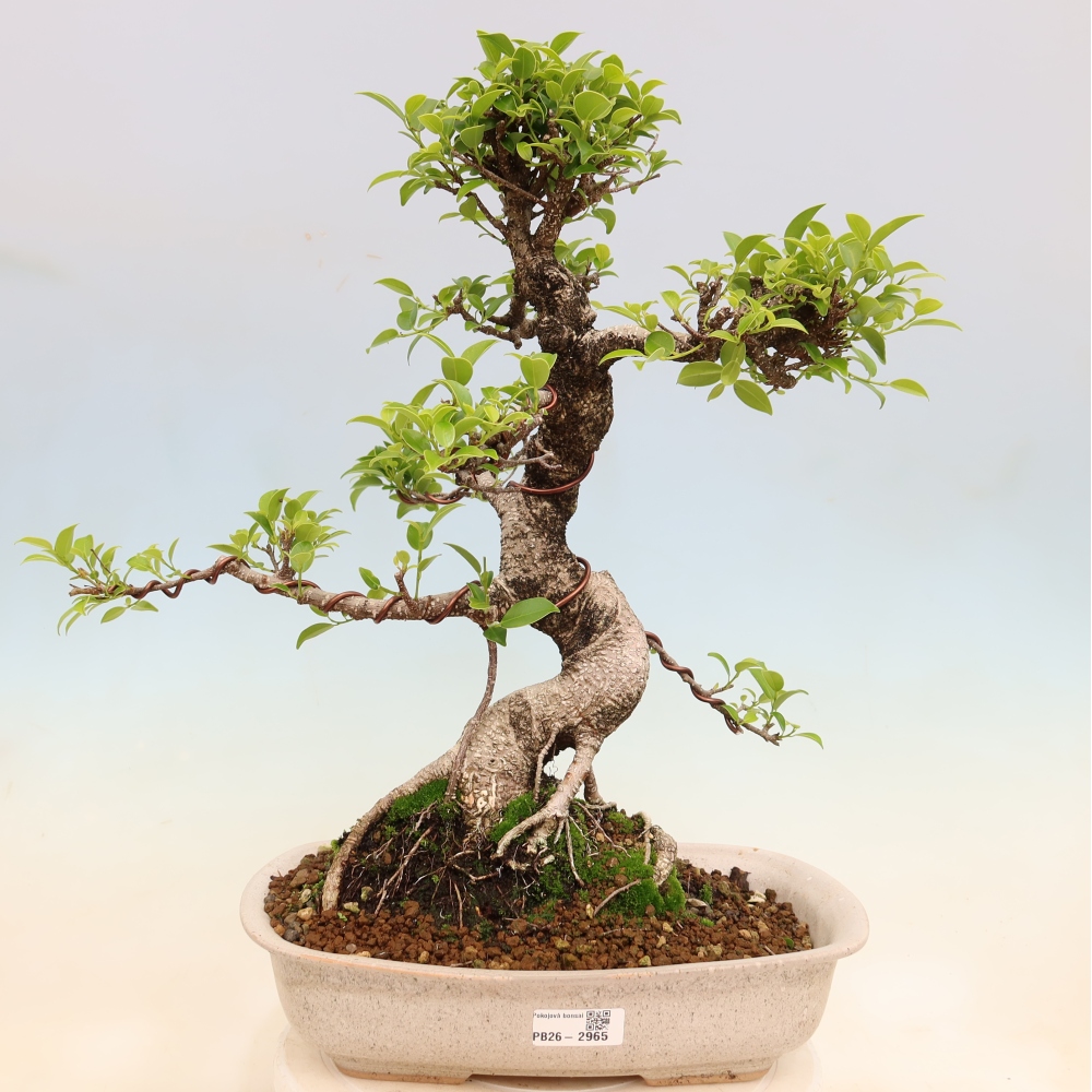 Szobai bonsai - Ficus kimmen - kislevelű fikusz