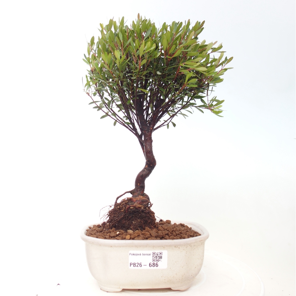 Szobai bonsai - Syzygium - Pimento