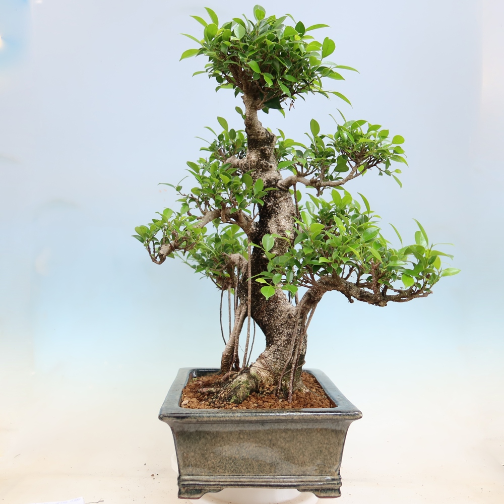 Szobai bonsai - Ficus kimmen - kislevelű fikusz