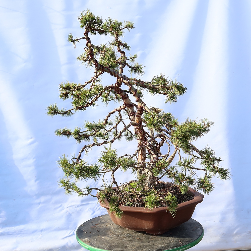 Pinus sylvestris Spanyolország – erdei fenyő
