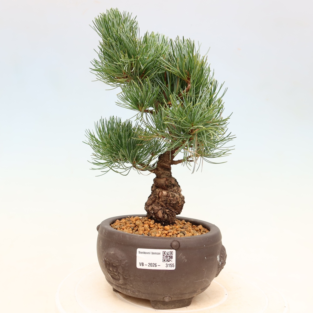 Kültéri bonsai - Pinus parviflora - Pinus parviflora