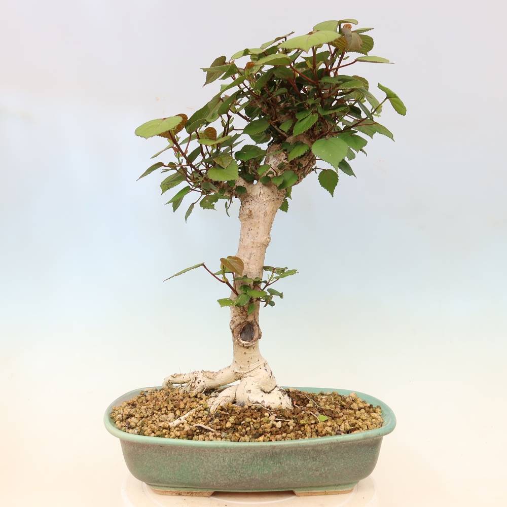 Beltéri bonsai - Hibiscus tiliaceus - tengeri hibiszkusz
