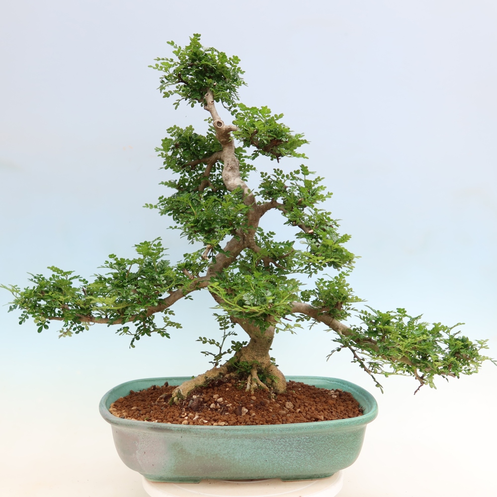 Szobai bonsai - Zantoxylum piperitum - borsfa