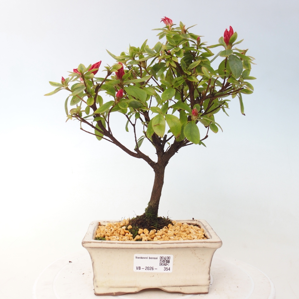 Kültéri bonsai - japán azálea - Azalea sp.
