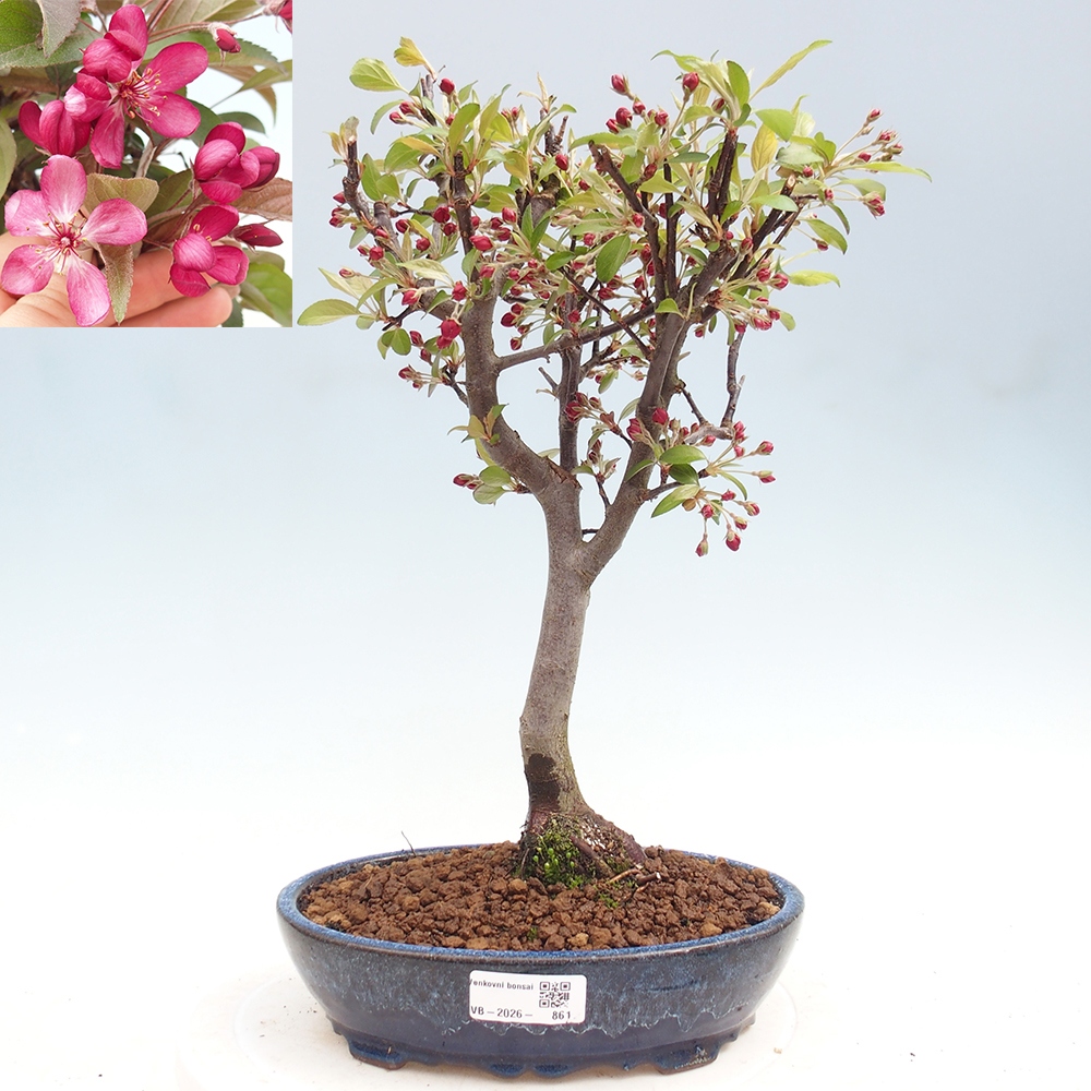 Kültéri bonsai -Malus domestica - Kis gyümölcsű piros levelű almafa