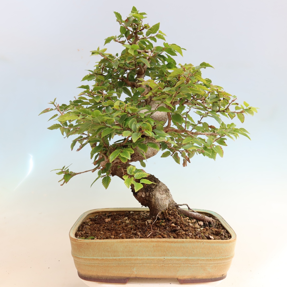 Kültéri bonsai -Carpinus CARPINOIDES - Koreai gyertyánfa
