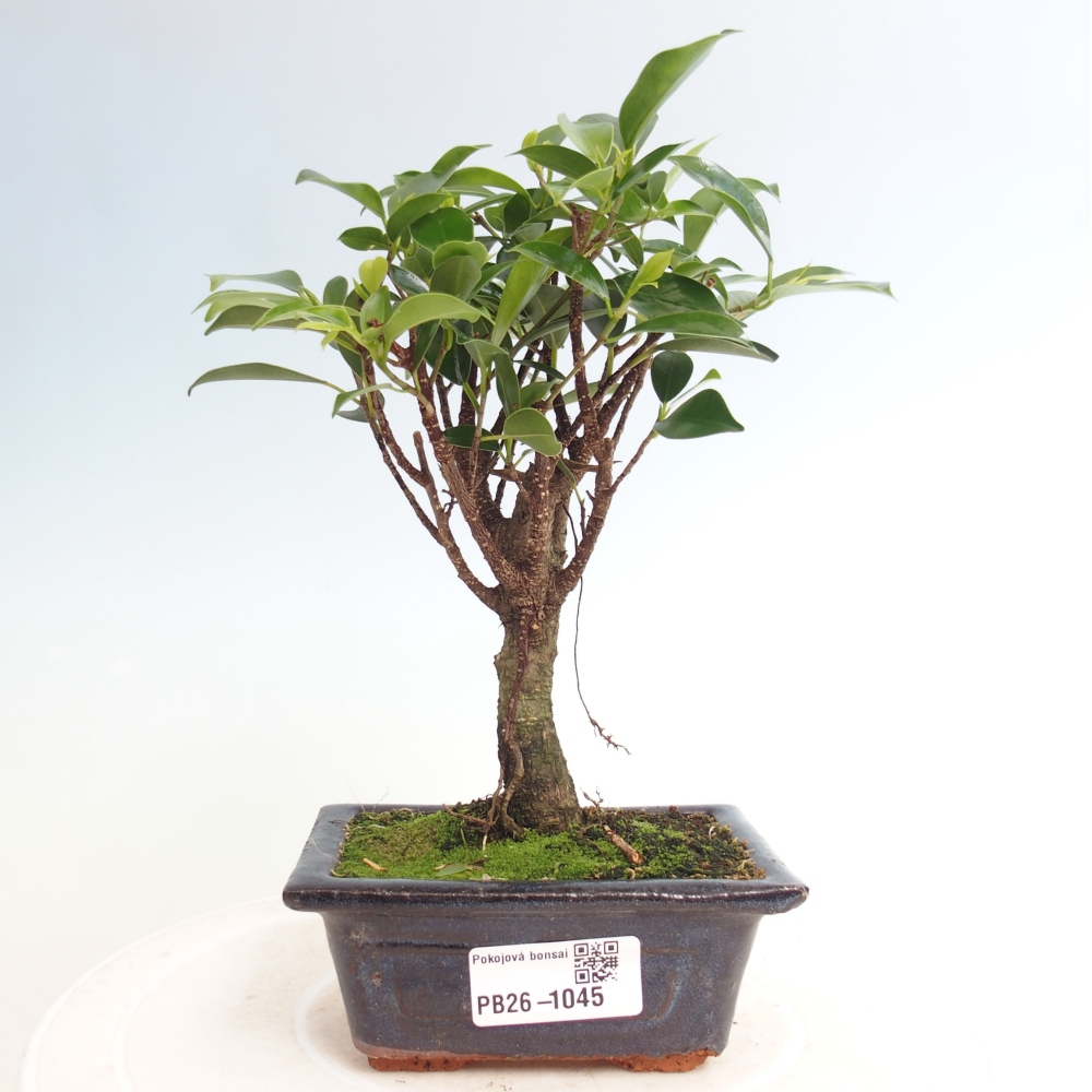 Szoba bonsai Ficus retusa kimmen