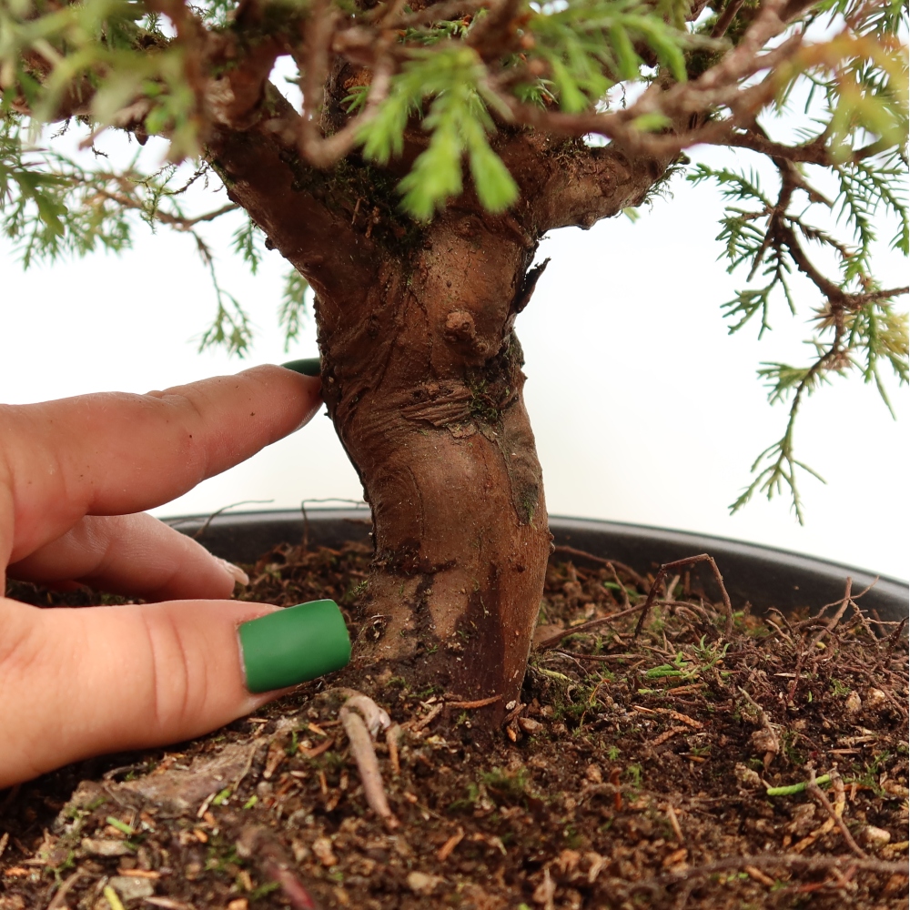 Kültéri bonsai - Juniperus chinensis Itoigawa-Juniperus chinensis