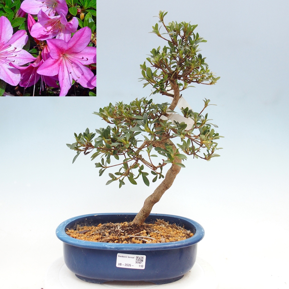 Kültéri bonsai - Japán azálea - Azalea Nasuno
