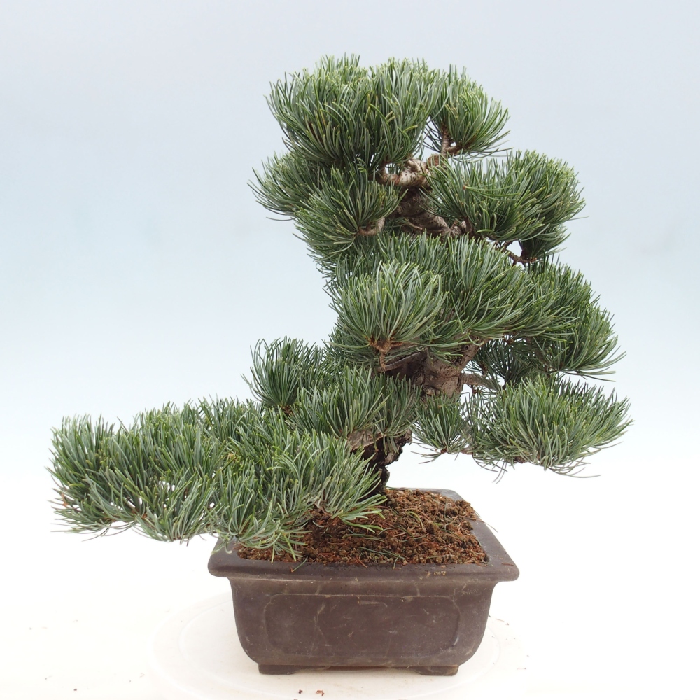 Kültéri bonsai - Pinus parviflora - Pinus parviflora