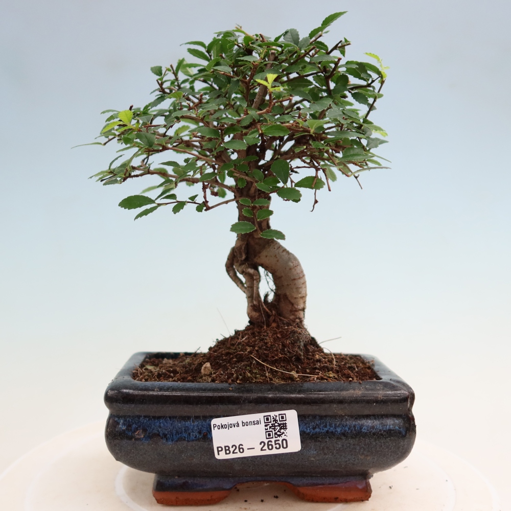 Szobai bonsai - Ulmus parvifolia - Kislevelű szilfa