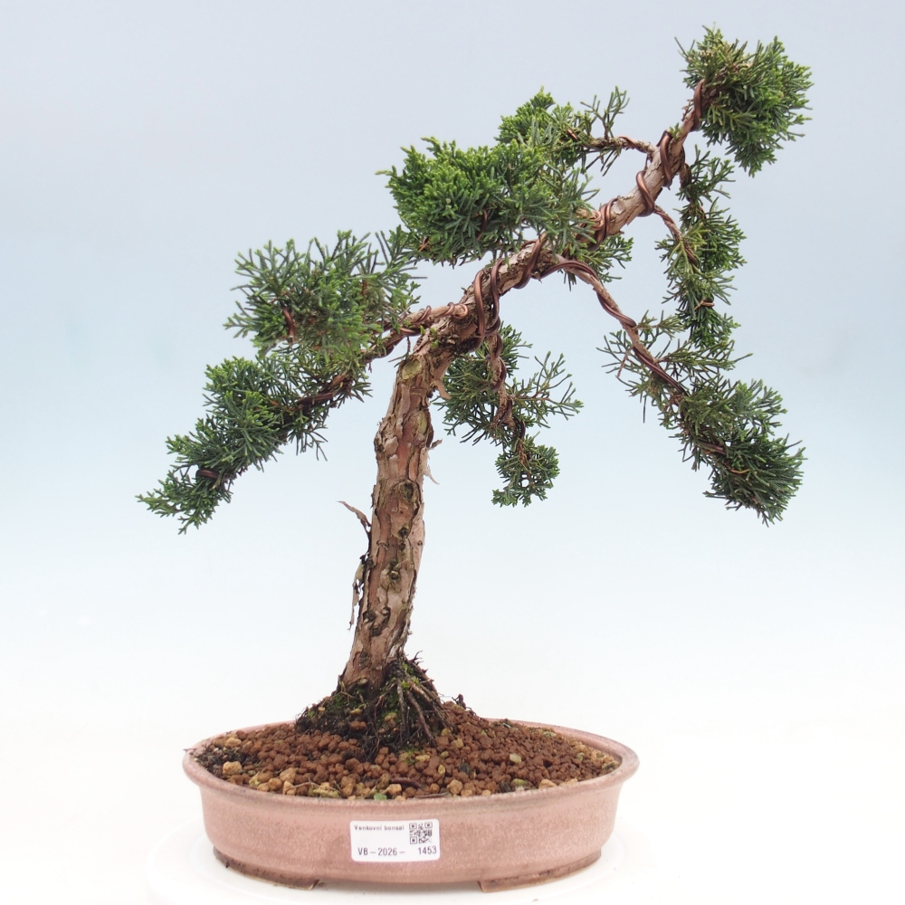 Kültéri bonsai - Juniperus chinensis Kishu