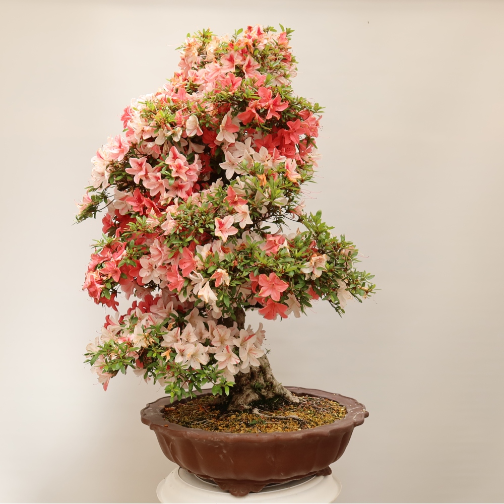 Kültéri bonsai - Japán azálea - Azálea Kinu-no-Hikari
