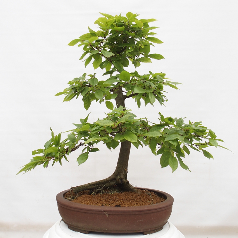 Kültéri bonsai - gyertyán - Carpinus betulus