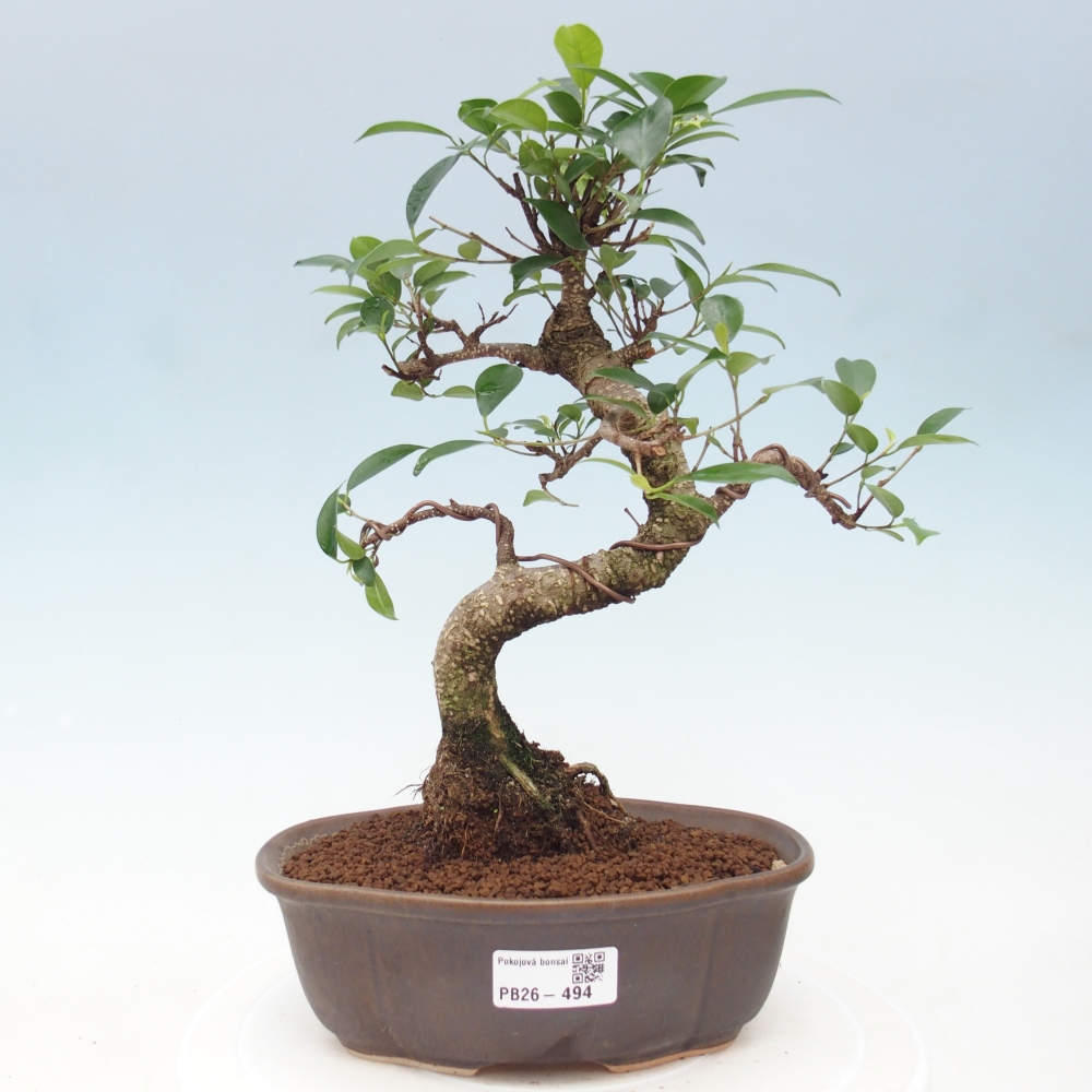 Szobai bonsai - Ficus retusa - kislevelű fikusz
