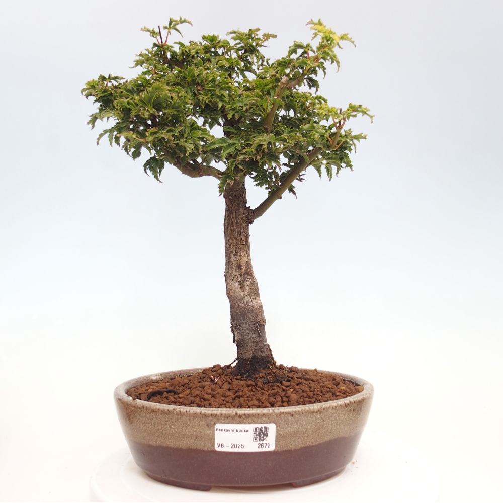 Kültéri bonsai -Javor pálma Acer palmatum Shishigashira