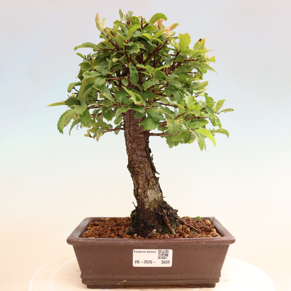 Kültéri bonsai - Zelkova - Zelkova NIRE