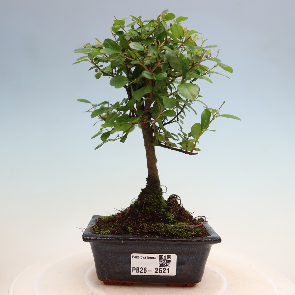 Szobai bonsai - Sageretia thea - Sageretia thea