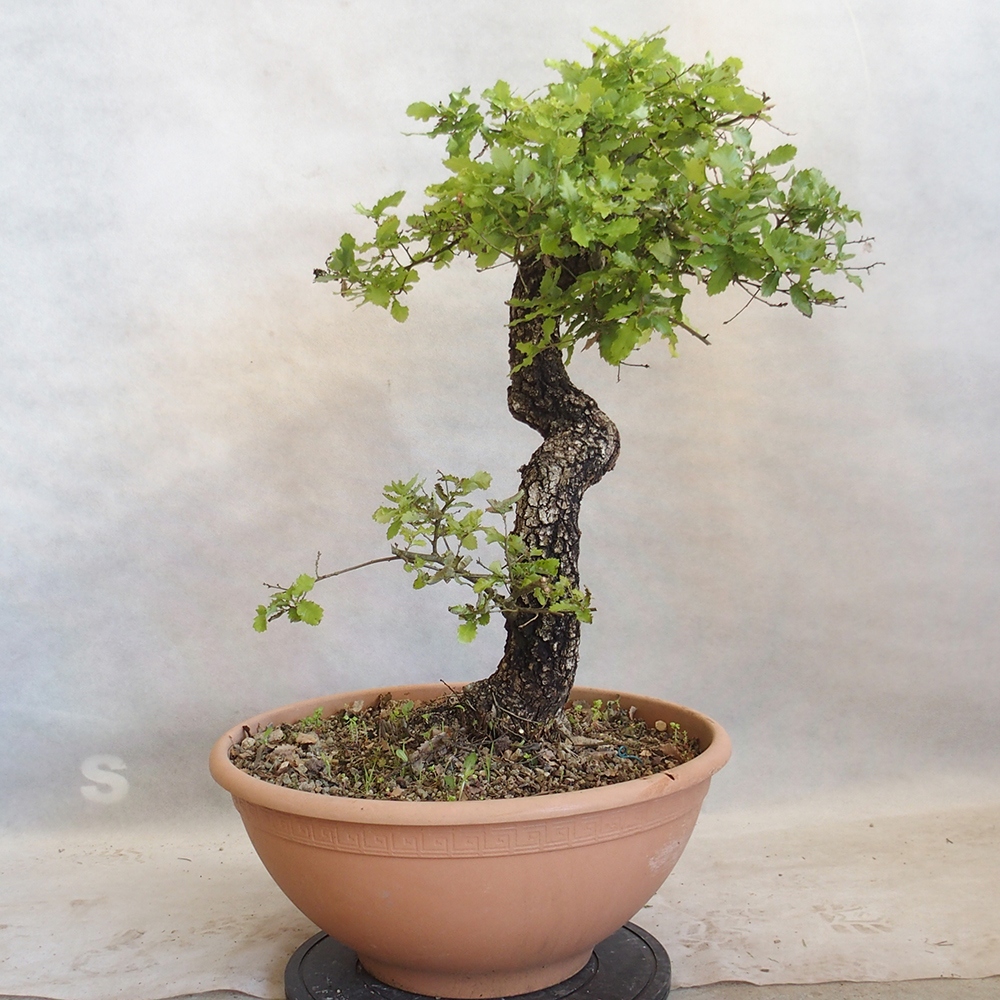 Kültéri bonsai Quercus Cerris - Tölgy Cer