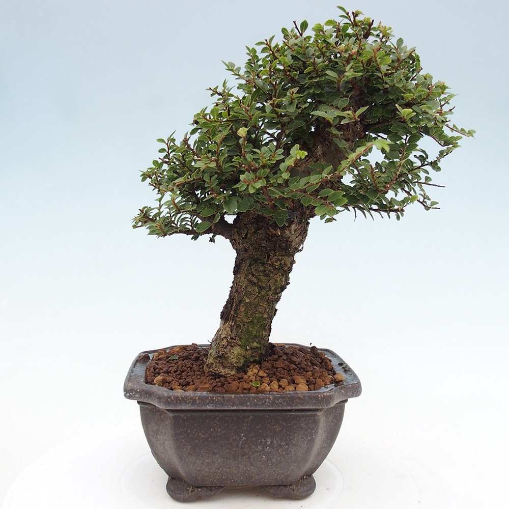 Kültéri bonsai - Ulmus parvifolia Hokkaido - Kínai szil - Ulmus parvifolia Hokkaido