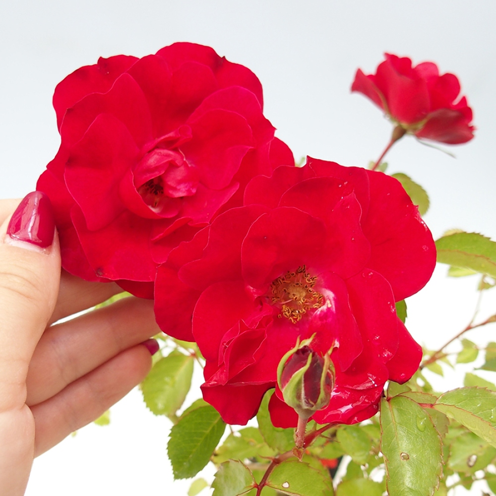 Kültéri bonsai - Rosa Kordes - rózsa