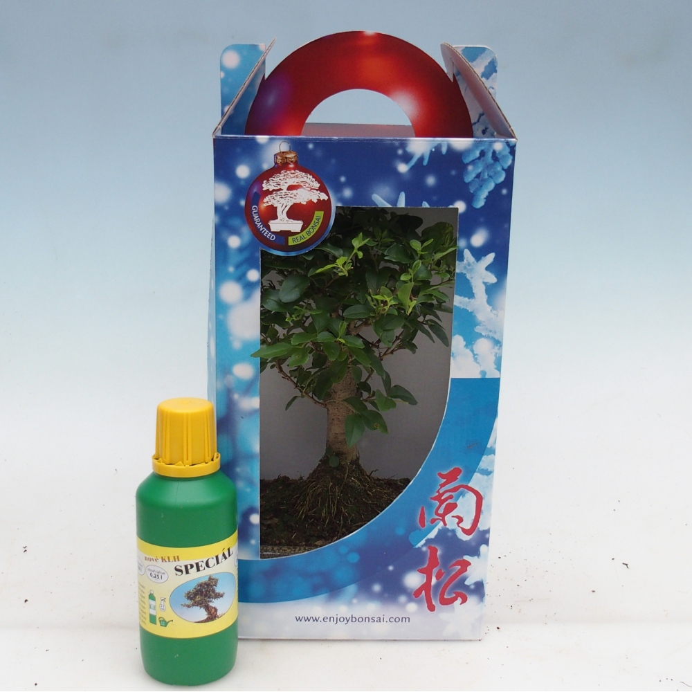 Szobai bonsai ajándékdobozban Ligustrum chinensis - Madárcsőr