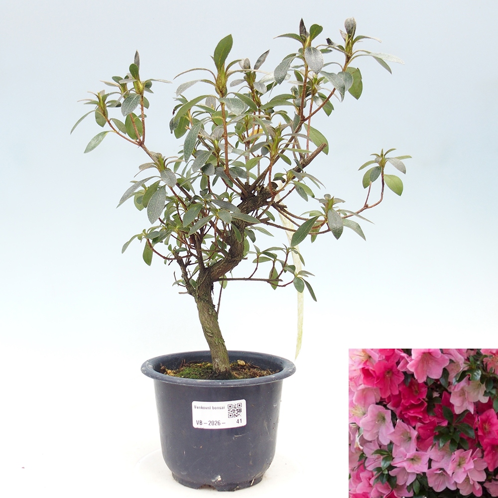 Kültéri bonsai - Japán azálea - Azalea Saien