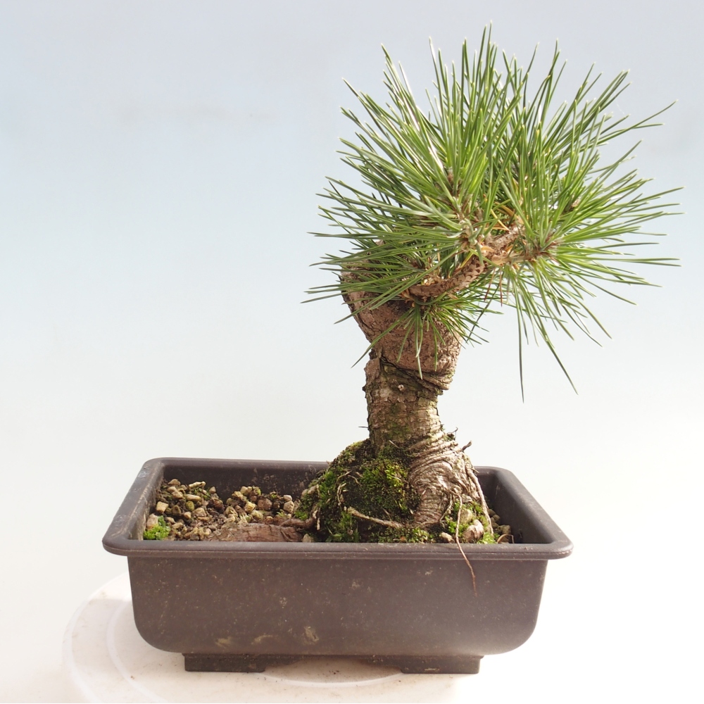 Kültéri bonsai - Pinus thunbergii - Thunberg fenyő
