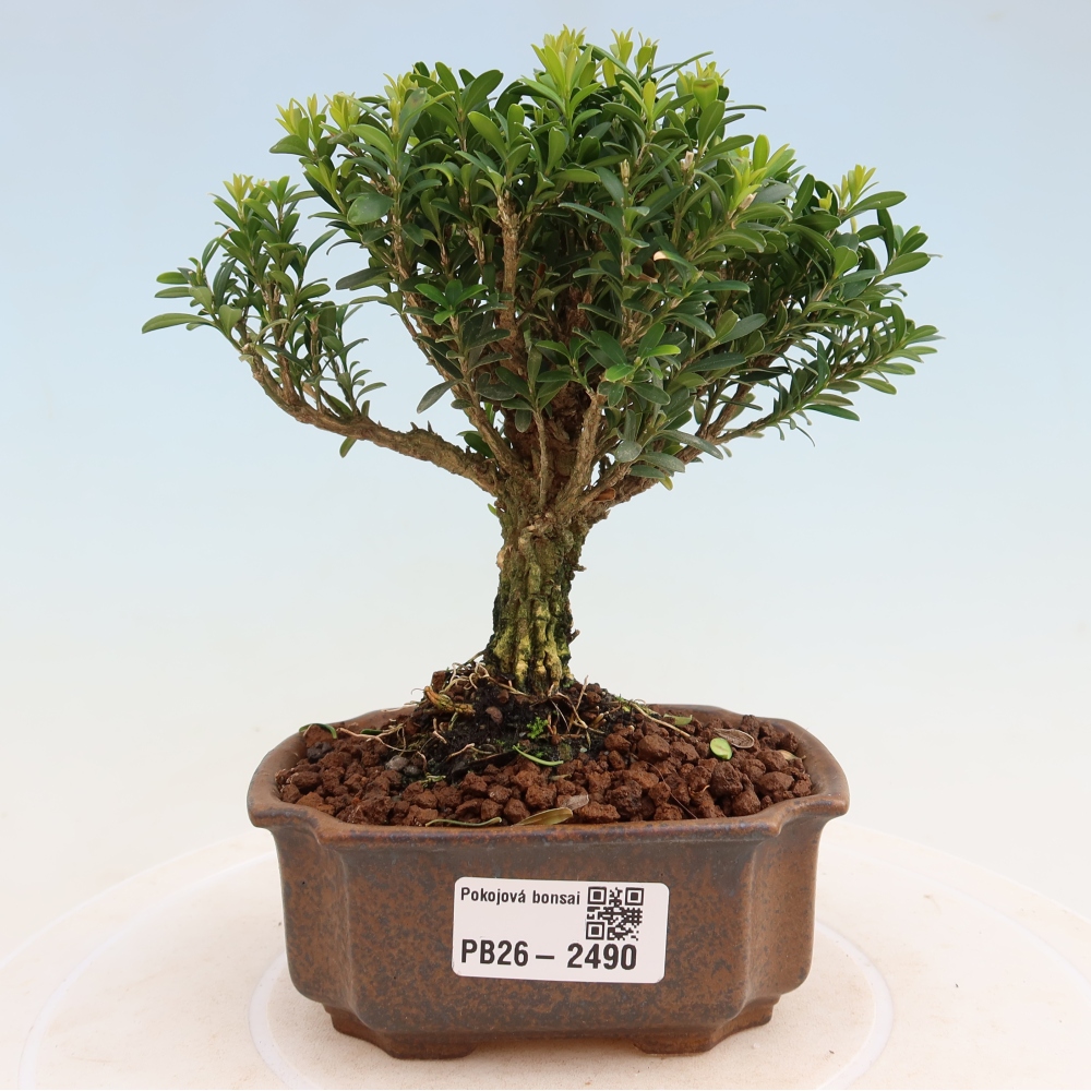 Szobai bonsai - Buxus harlandii - parafa buxus