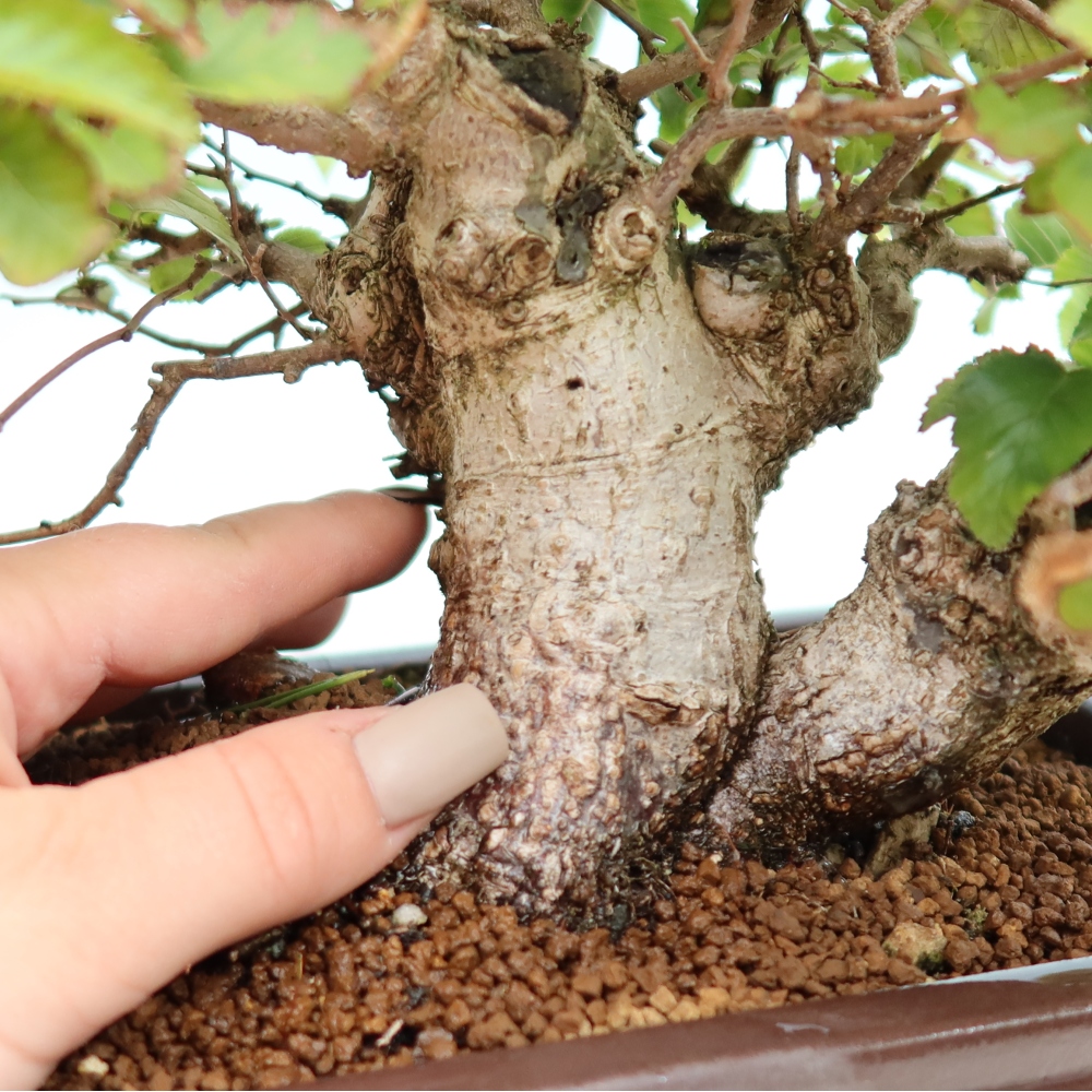 Kültéri bonsai -Carpinus CARPINOIDES - Koreai gyertyánfa