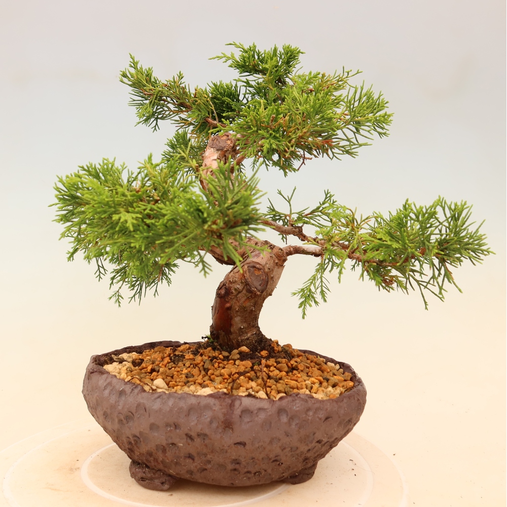 Kültéri bonsai - Juniperus chinensis Itoigawa