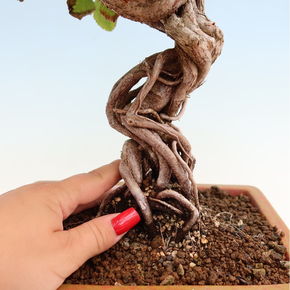Kültéri bonsai -Carpinus Coreana - Koreai gyertyánfa